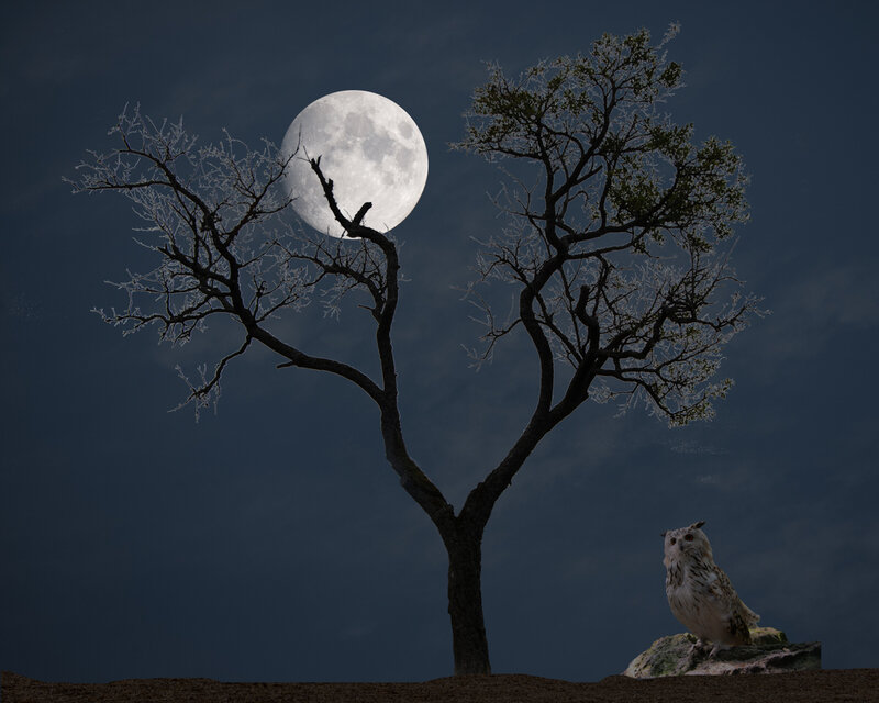 DSC_2794 arbre chouette lune