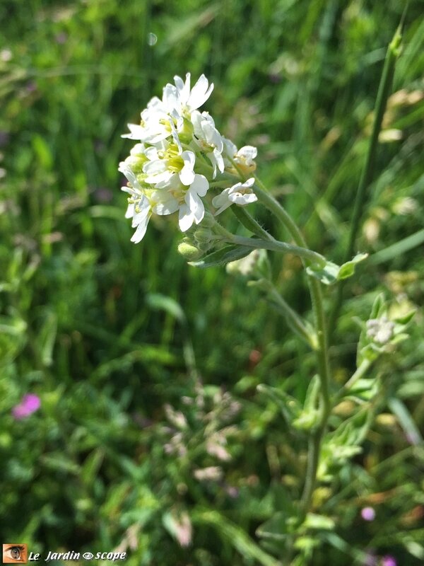 Arabis hirsuta