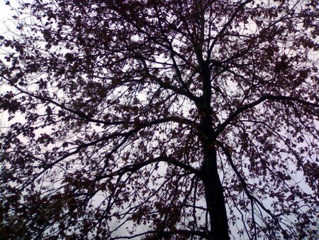 arbre_en_hiver