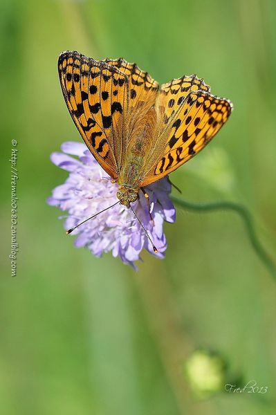 IMG_8070-signée