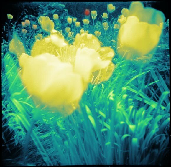 tulipes_10_color