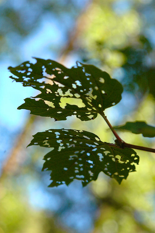 recettes entrees Fagot dapéro