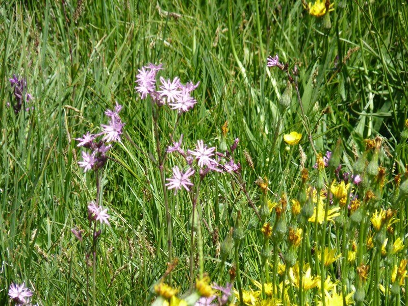 Prairie fleurie