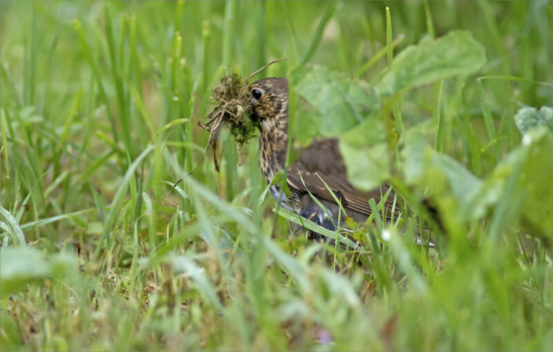 oiseau grive matériau bec 310519 5