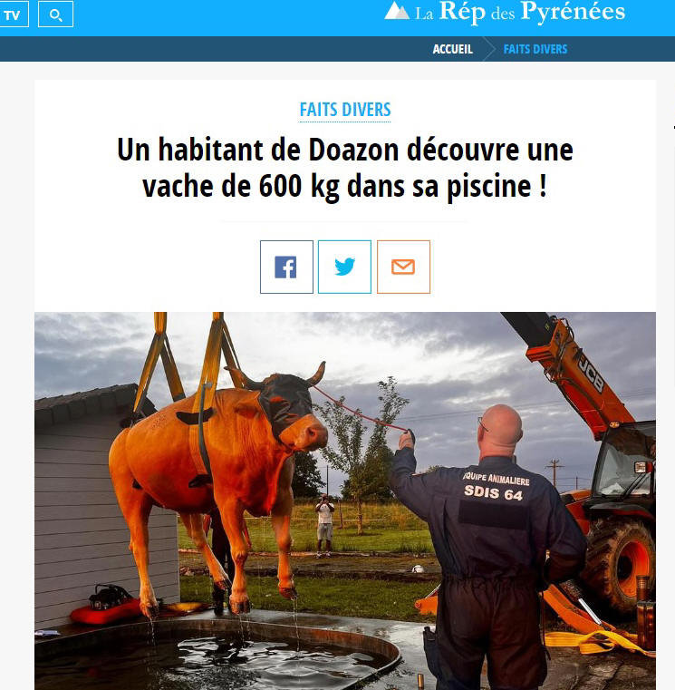 Une vache dans ta piscine