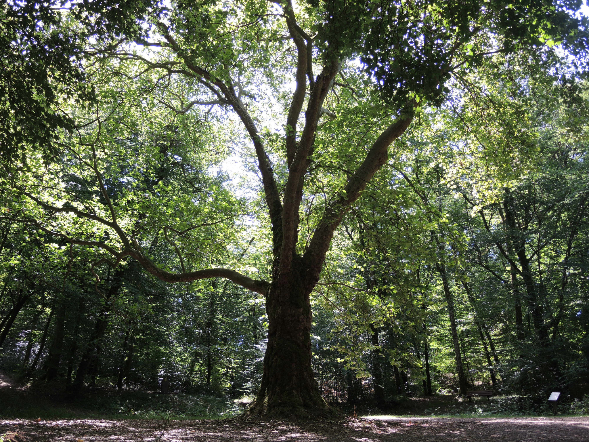 Chaulgnes, maquis Bernard, chêne (58)