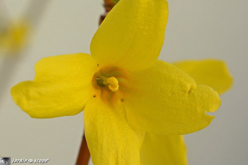 Fleurs du Forsythia x intermedia 