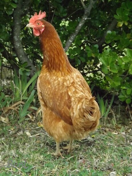 poulettes (3)