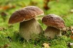 Champignons