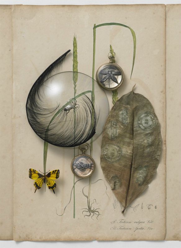 céréales
