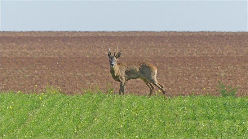 Plaine chevreuil 3 160423 zoom