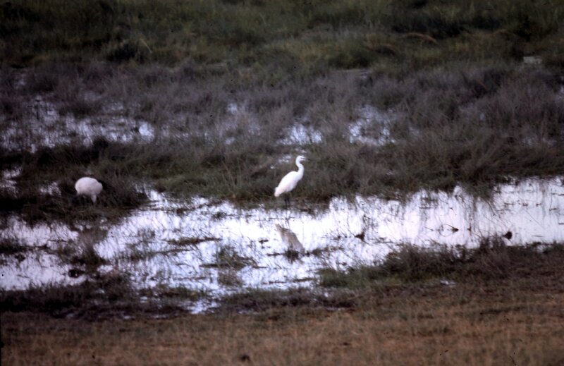 amboseli oiseaux n