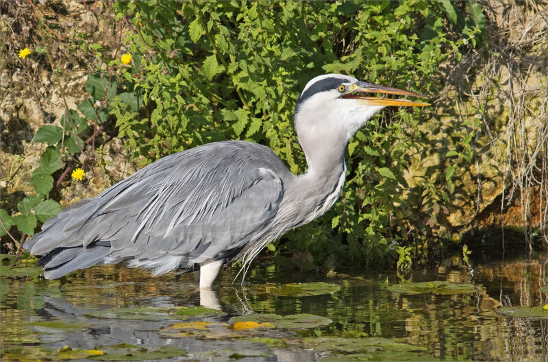 Ville matin oiseau héron pêche 100918 ym 19 poisson