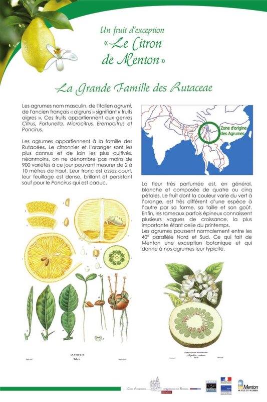 histoire citron de menton1