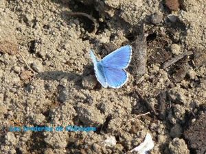 papillon bleu (1)