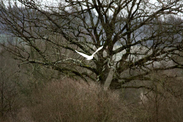 aigrette-c