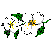 fleur blanche-3