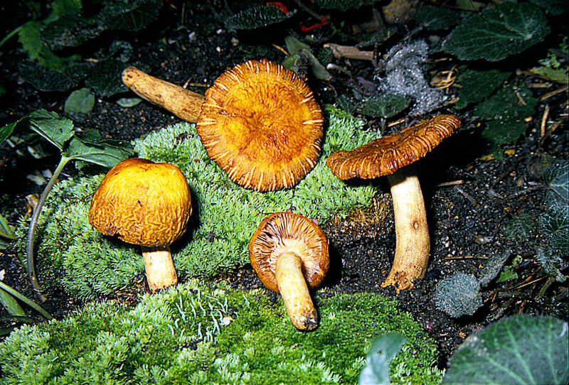 Russula_senis_1989_1009b