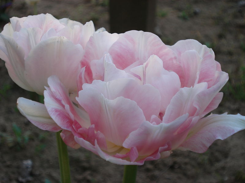 Tulipe