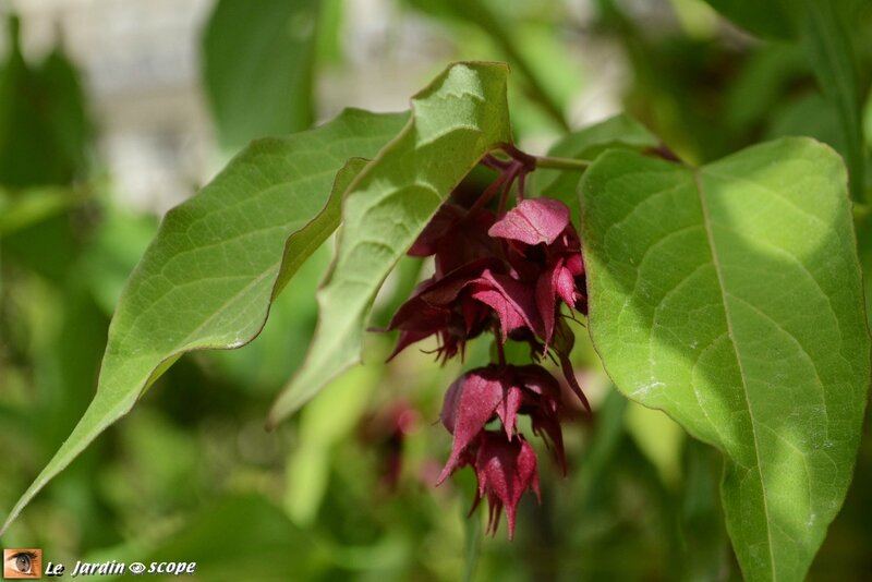 Arbre aux faisans • Leycesteria formosa