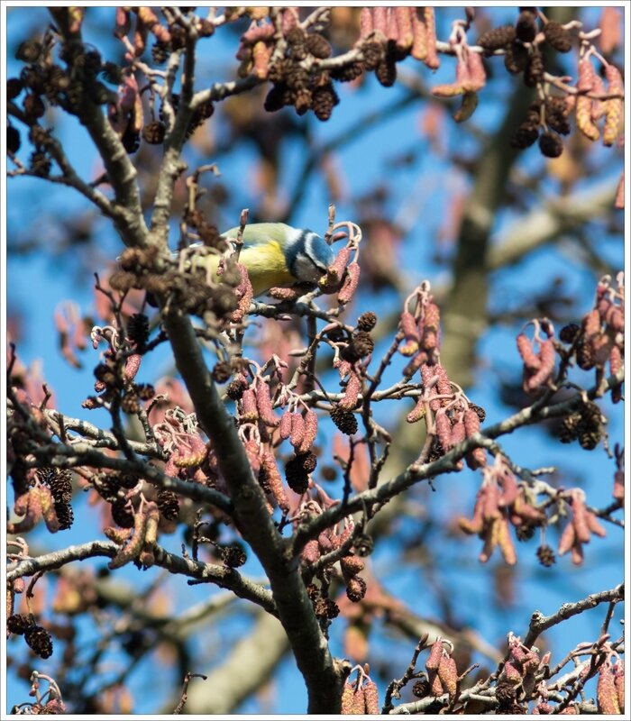 ville mésange bleue aulne 2 100217