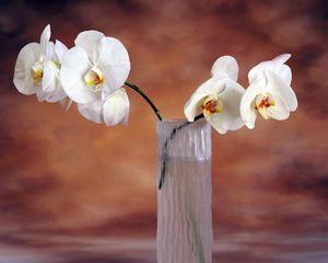 White_orchids_bouquet