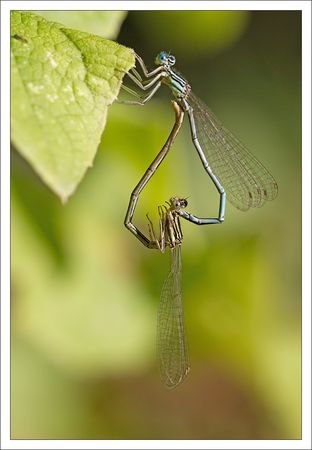 Melzear_agrion_coeur_3_fin_030910
