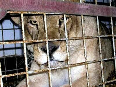 regard de lion