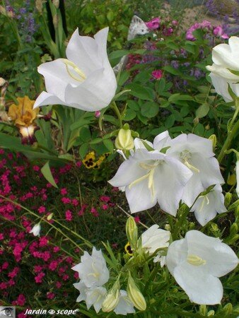 Campanule_peche1