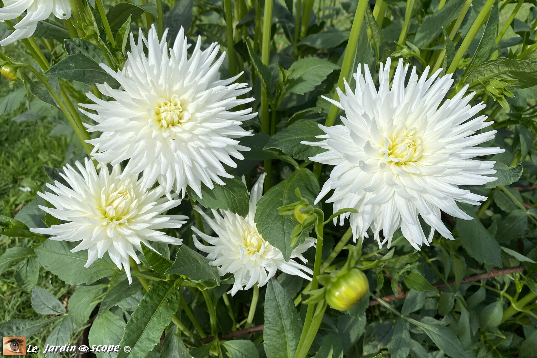 Dahlia-Orion