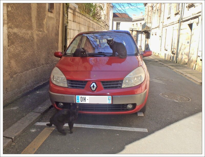 ville chats noirs 042015