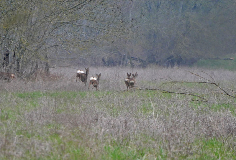 Marais P Rivière 030323 26 ym chevreuils fuite