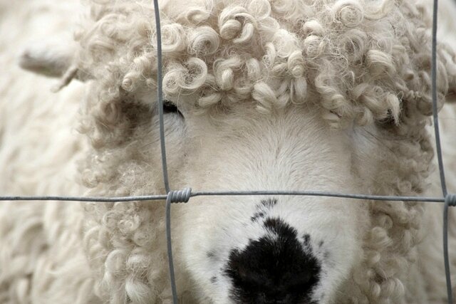 Greyfaced Dartmoor white wool