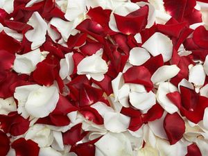 roses-rouges-et-de-petales-de-roses-blanches_38-4193