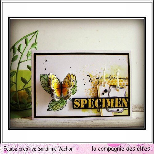 Carte Specimen Sandrine VACHON DT LCDE (1)