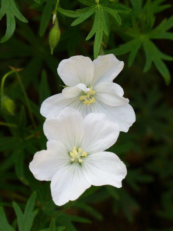 géranium sanguineum Album (2)