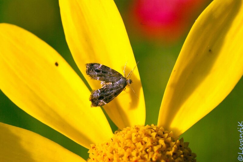 Xylopode de Fabricius - Anthophila fabriciana