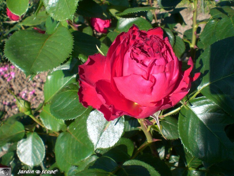 Au parc Floral de la Source à Orléans