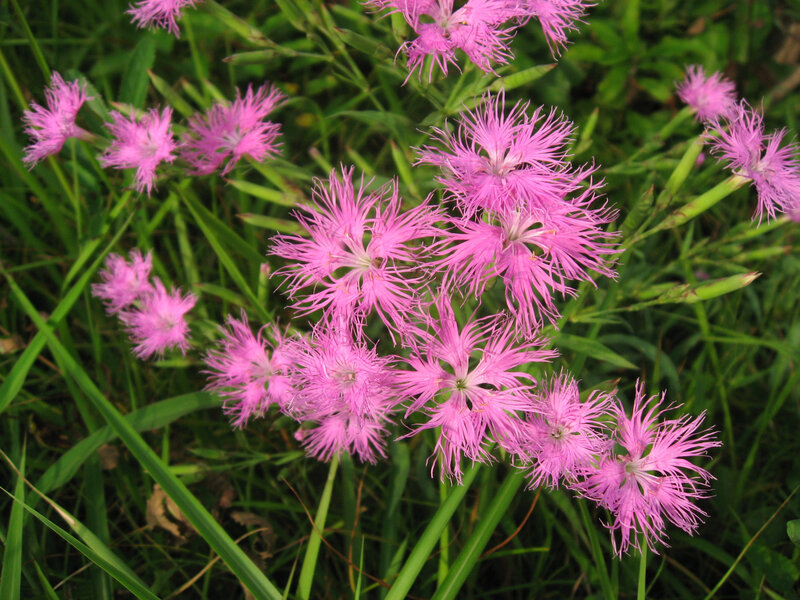 カワラナデシコ_Dianthus_superbus_var