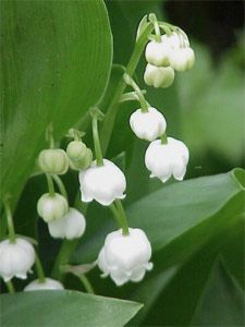 muguet1