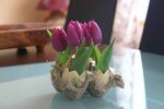 tulipes_1