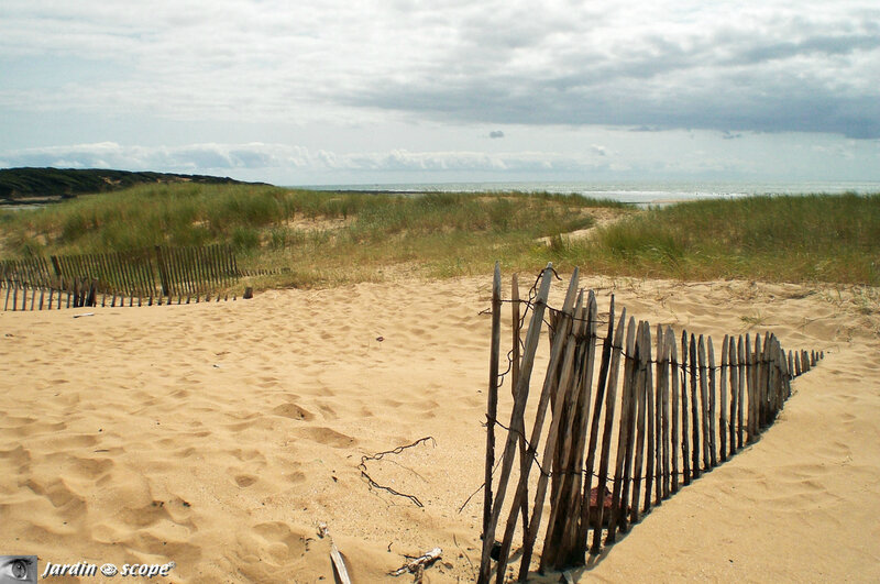 Dunes-et-végétation