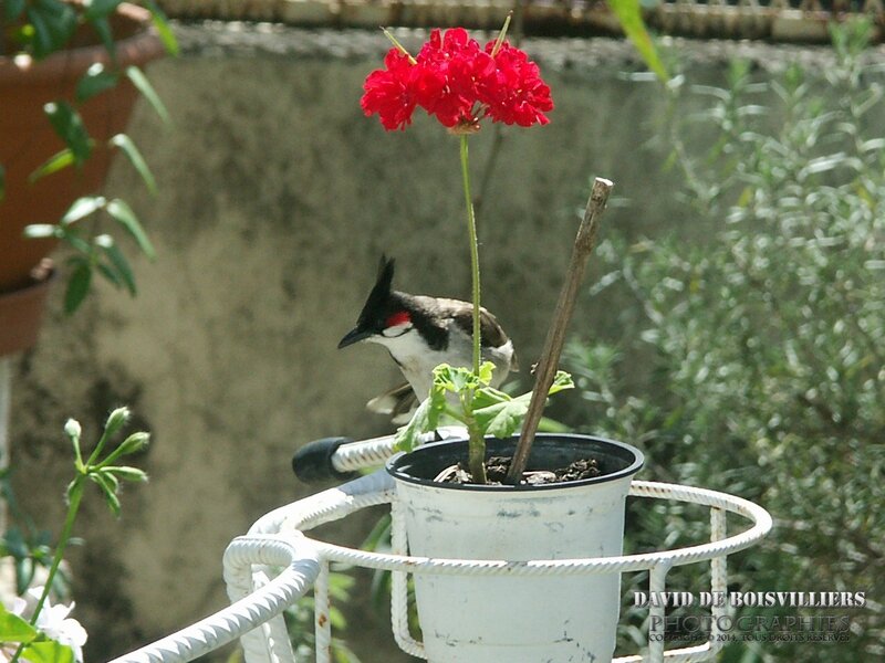 Bulbul orphée (Pycnonotus jocosus) - Merle Maurice
