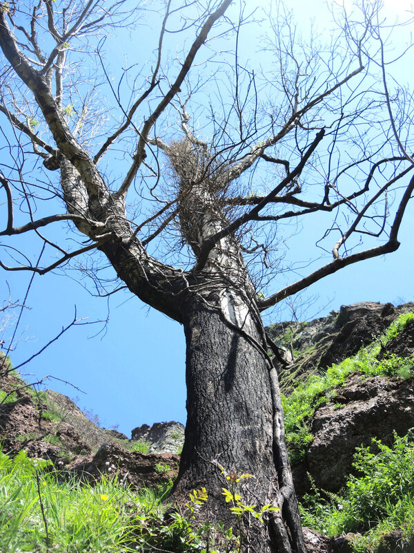 C) GR10, évolution A, arbre qui sue (64)