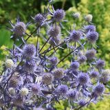 eryngium-jade-frost