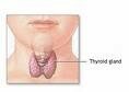 thyroide