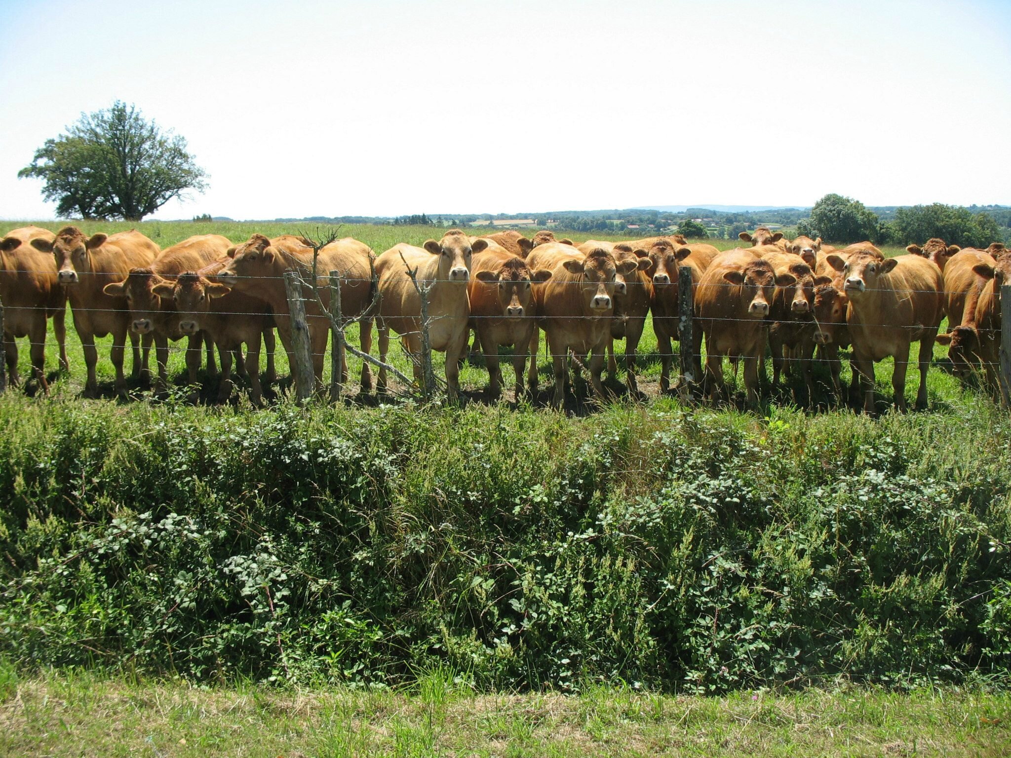 Limousin et vaches