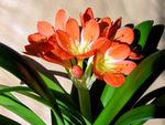 clivia010