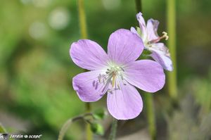 Geranium-maculatum-Espresso