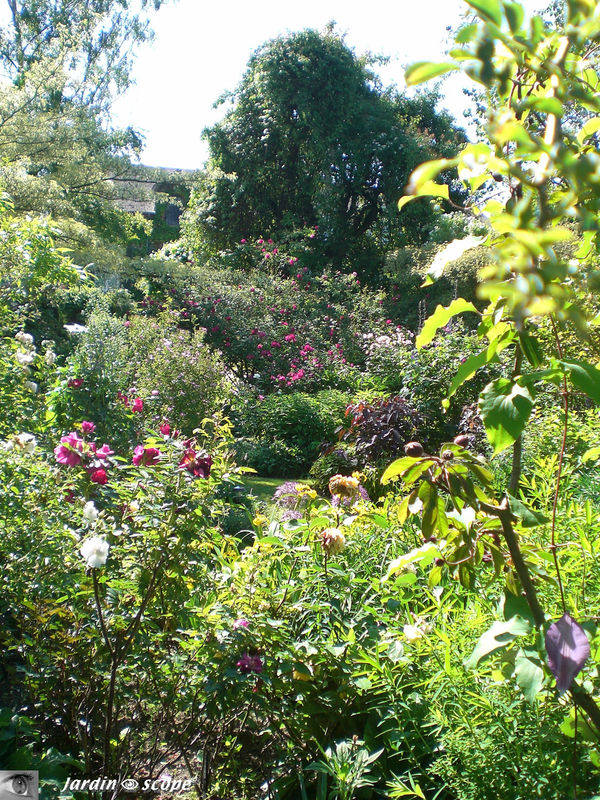 Les rosiers lianes grimpent jusque dans les arbres voisins